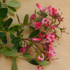 Escallonia rubra Plant - Macrantha