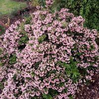 Escallonia Showstopper