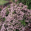Escallonia Showstopper