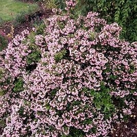 Escallonia Showstopper