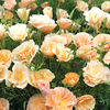 Eschscholzia Seeds - Thai Silk Champagne