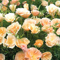 Eschscholzia Seeds - Thai Silk Champagne