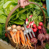 Essential Veg Plants - Collection