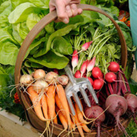 Essential Veg Plants - Collection