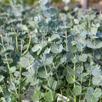 Eucalyptus gunnii - Azura