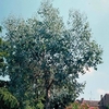 Eucalyptus Gunnii