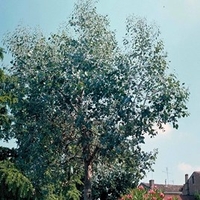 Eucalyptus Gunnii