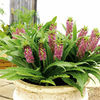 Eucomis Plant - Aloha Lily Leia