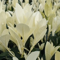 Euonymus - Himalaya