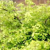 Euonymus alatus Plant