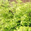 Euonymus alatus Plant
