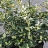 Euonymus fort. Plant - Blondy®