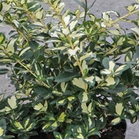 Euonymus fort. Plant - Blondy®