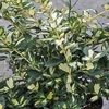 Euonymus fort. Plant - Blondy