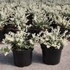Euonymus fort. Plant - Harlequin