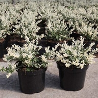 Euonymus fort. Plant - Harlequin