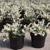 Euonymus fort. Plant - Harlequin
