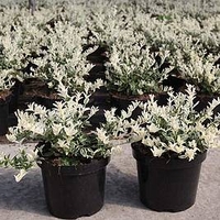 Euonymus fort. Plant - Harlequin