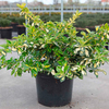 Euonymus fortunei Plant - Blondy