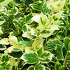 Euonymus Fortunei Plant - Emerald Gaiety