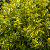 Euonymus Fortunei Plant - Emerald 