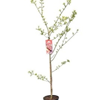 Euonymus ham Koi Boy