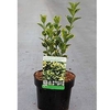Euonymus japonicus 
