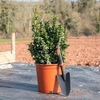 Euonymus Japonicus Green Rocket