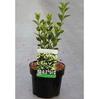 Euonymus japonicus Plant - 