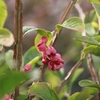 Euonymus phellomanus