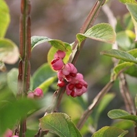 Euonymus phellomanus Plant