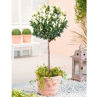 Euonymus Plant - Paloma Blanca