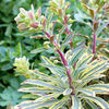 Euphorbia Plant - Ascot Rainbow