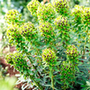 Euphorbia Plant - Black Pearl