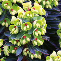 Euphorbia Plant - Colibri