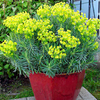 Euphorbia Plant - Shorty