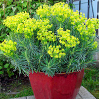 Euphorbia Plant - Shorty