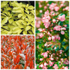 Evergreen Collection
