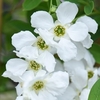 Exochorda - The Bride