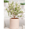 Exochorda Plant - Niagara