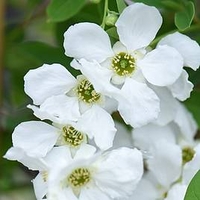 Exochorda Plant - The Bride