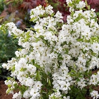 Exochorda r. Plant -Niagara®