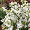 Exochorda r. Plant -Niagara®