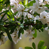 Exochorda x Macrantha Plant - The Bride
