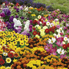 Extra Value Bedding Pack Plants - Lucky Dip