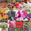 Extra Value Bedding Plants - Collection