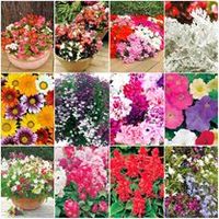 Extra Value Bedding Plants - Collection