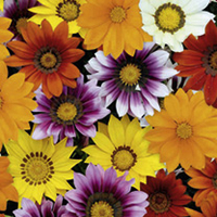 Extra Value Plug Plants - LUCKY DIP
