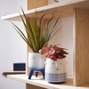 Face Planter Duo