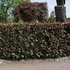 Fagus Atropurpurea (Purple Beech) Plants - 2L Value Hedging Range